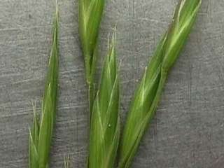 Photo of Prairie grass seedhead