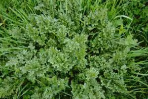 Ragwort rosette.