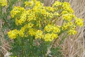 Ragwort (botanical name: Jacobaea vulgaris)