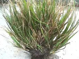 Photo of Ratstail grass