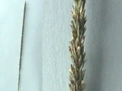 Photo of the seehead of Ratstail grass