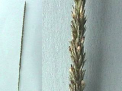 Photo of the seehead of Ratstail grass