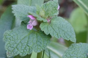 Red dead-nettle leaves.