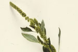 Redroot seed head