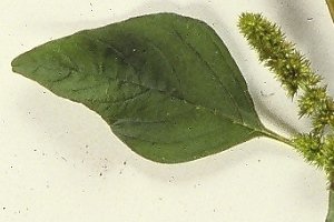 Close view of a Redroot leaf.