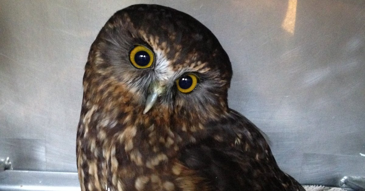 Ruru/morepork - Massey University
