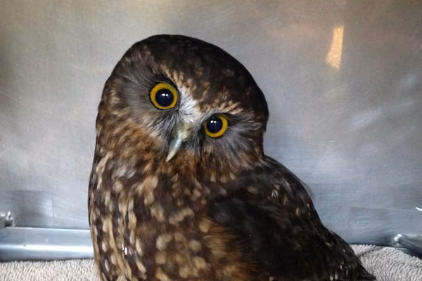Ruru at the wildbase hospital