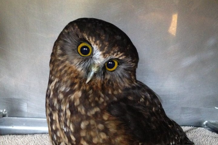 Ruru at the wildbase hospital