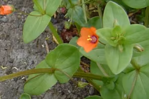 Scarlet pimpernel orange flowers.