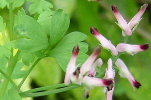 Scrambling fumitory leaflets and flower cluster.