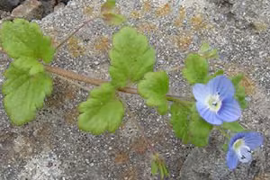 Scrambling Speedwell (botanical name: Veronica persica)