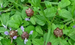 Selfheal (botanical name: Prunella vulgaris)