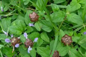 Selfheal (botanical name: Prunella vulgaris)