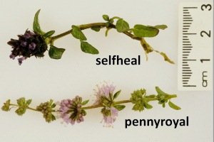 Comparison of stem and flowers of Selfheal and Pennyroyal.