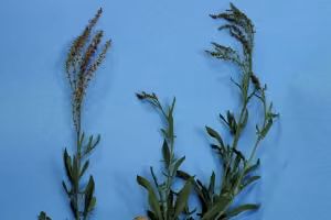 Sheep's sorrel (botanical name: Rumex acetosella)