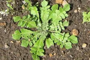 Shepherd's purse as a young rosette.