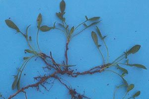 Sheep's sorrel root system.