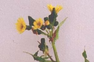 Sow thistle flower.