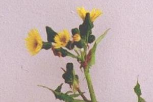 Sow thistle flower.