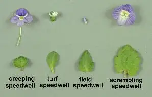 speedwells leaf and flower comparison.