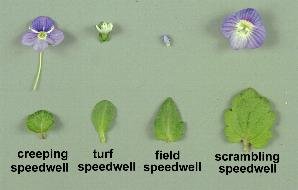 speedwells leaf and flower comparison.