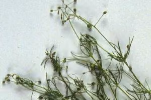 Spurrey (botanical name: Spergula arvensis)