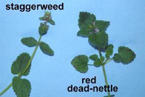 Comparison between Staggerweed and Red dead-nettle.