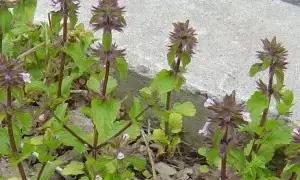 Staggerweed (botanical name: Stachys arvensis)