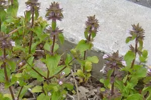 Staggerweed (botanical name: Stachys arvensis)