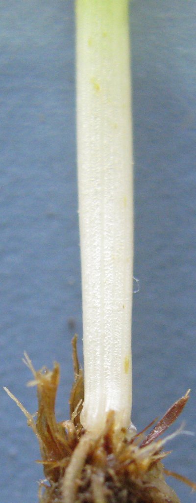 Example of a crested dogstail stem base fading to cream