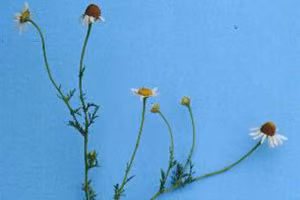 Full view of stinking mayweed