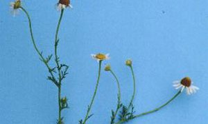 Full view of stinking mayweed