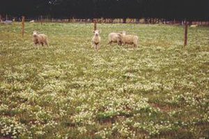 Stinking mayweed in pasture.