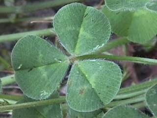 Photo of the Subterranean Clover leaves
