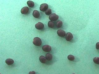 Photo of the Subterranean Clover seeds