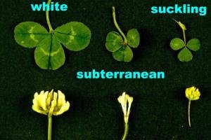 Comparison between white, suckling and subterranean clovers leaves and flowers.