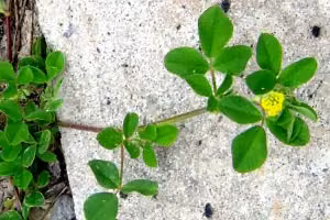 Suckling clover leaves.