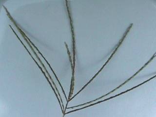 Photo of the seedhead of Summer grass