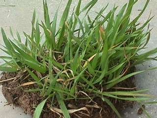 Photo of Sweet Vernal grass