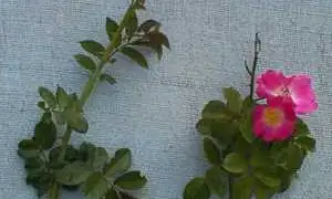 Sweet brier (botanical name: Rosa rubiginosa)
