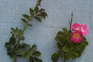 Sweet brier (botanical name: Rosa rubiginosa)