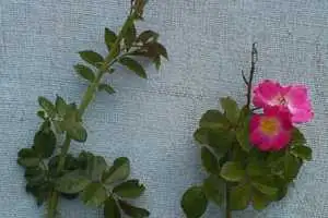 Sweet brier (botanical name: Rosa rubiginosa)