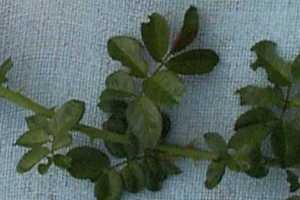 Sweet brier leaves and stem.