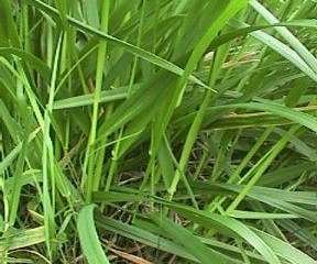 Photo of Tall Fescue grass