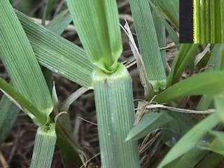 Photo of the leaf of Tall Fescue grass