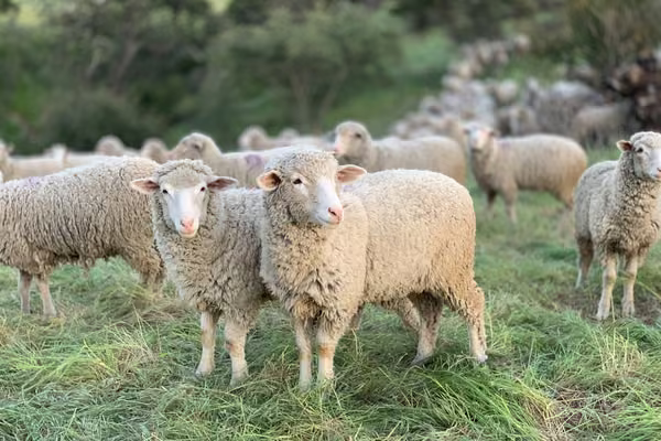 sheep in a field
