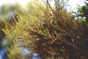 Tauhinu foliage.
