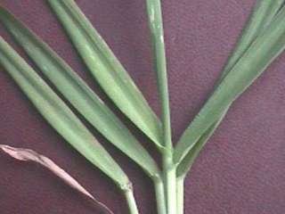 Photo of the leaf of Timothy grass