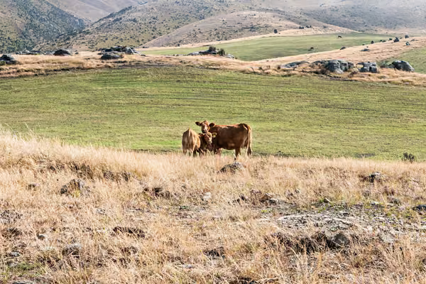 cows in a field