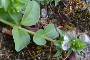 Turf speedwell in flower.